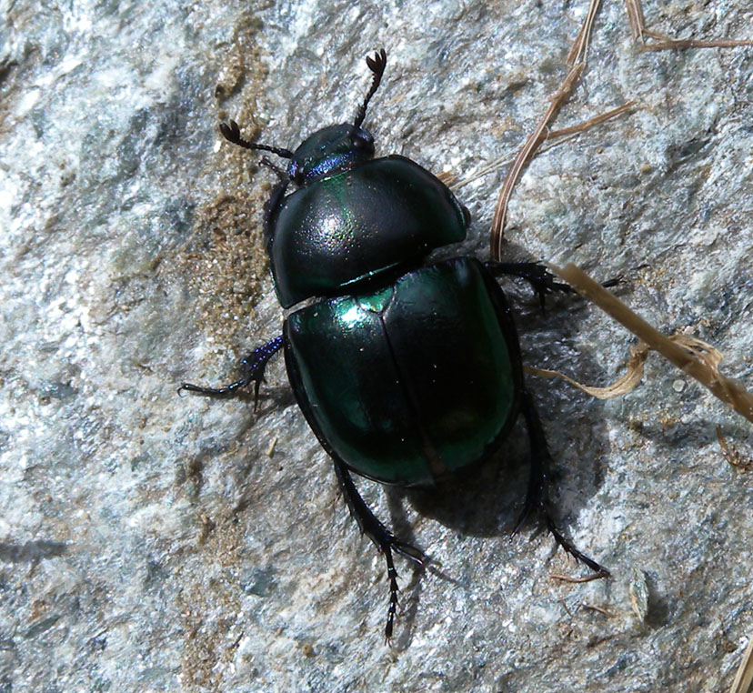 Geotrupidae (Trypocopris sp.)